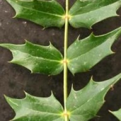 Mahonia japonica 'Bealei'