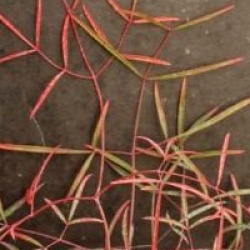 Nandina domestica 'Orhime' - Bambou sacr� lacini�