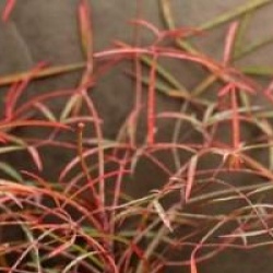 Nandina domestica 'Orhime'