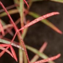 Nandina domestica 'Orhime'