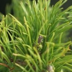 Pinus mugo 'Pumilio'
