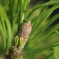 Pinus mugo 'Pumilio'