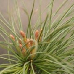 Pinus strobus
