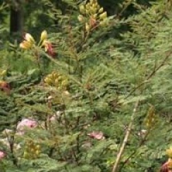 Caesalpinia gilliesii 