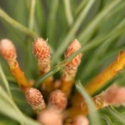 Pinus strobus