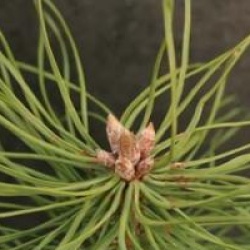 Pinus sylvestris