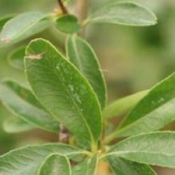 Pyracantha Saphyr Orange � 'Cadange' cov - Buisson ardent � fruits oranges