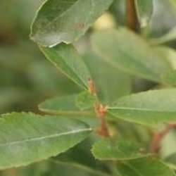 Pyracantha Saphyr Jaune � 'Cadaune' cov 