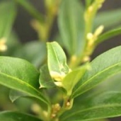 Sarcococca ruscifolia 'Dragon Gate' - Sarcoque Dragon Gate