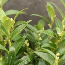 Sarcococca ruscifolia 'Dragon Gate'