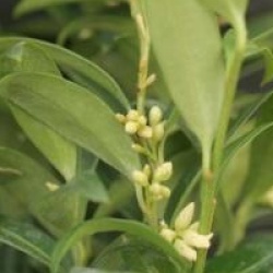 Sarcococca ruscifolia 'Dragon Gate'