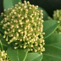 Skimmia japonica 'White Darf'