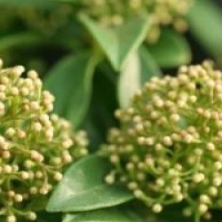 Skimmia japonica 'White Darf'