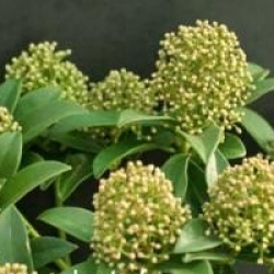 Skimmia japonica 'White Darf'