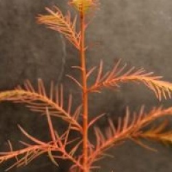 Taxodium mucronatum