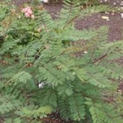 Caesalpinia gilliesii 