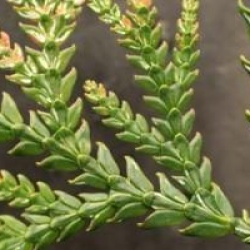 Thujopsis dolobrata - Thuya du Japon