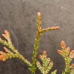 Thujopsis dolobrata