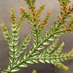 Thujopsis dolobrata