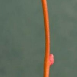 Tilleul Winter Orange