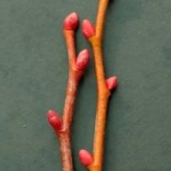 Tilia cordata 'Winter Orange'