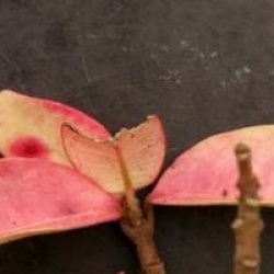 Trachelospermum jasminoides 'Variegatum'