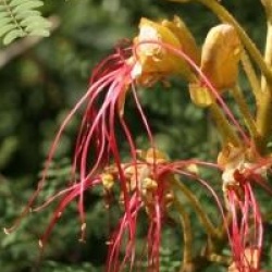 Caesalpinia gilliesii 