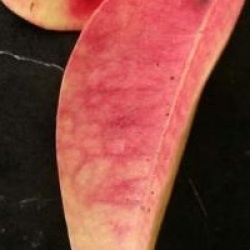 Trachelospermum jasminoides 'Variegatum'