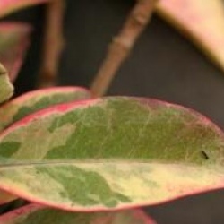 Trachelospermum jasminoides 'Variegatum'