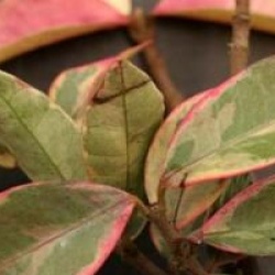 Trachelospermum jasminoides 'Variegatum' - Jasmin �toil� panach�