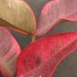 Trachelospermum jasminoides 'Variegatum'