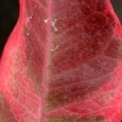 Trachelospermum jasminoides 'Variegatum'