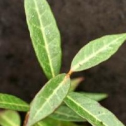 Trachelospermum jasminoides 'Wilsonii'