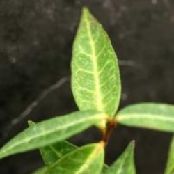 Trachelospermum jasminoides 'Wilsonii'