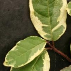 Viburnum tinus 'Bewley's Variegated'