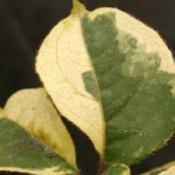 Viburnum tinus 'Bewley's Variegated'
