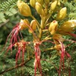 Caesalpinia gilliesii  - Faux flamboyant