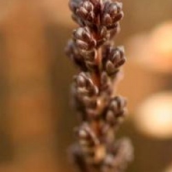 Calluna vulgaris 'Amethyst'