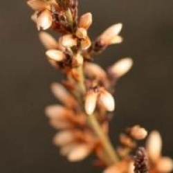 Calluna vulgaris 'Amethyst'