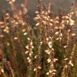 Calluna vulgaris 'Amethyst'