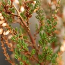 Calluna vulgaris 'Amethyst'