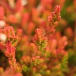 Bruy�re d'automne Bonita