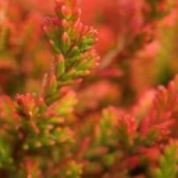 Calluna vulgaris 'Bonita'