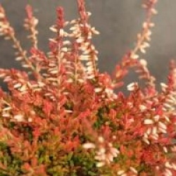 Calluna vulgaris 'Bonita'