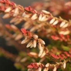 Calluna vulgaris 'Bonita'