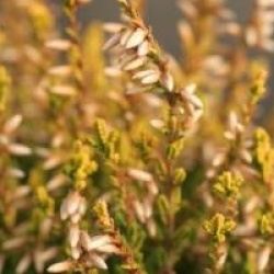 Bruy�re d'automne Theresa