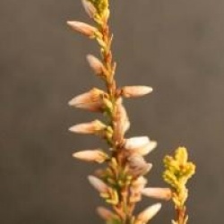 Calluna vulgaris 'Theresa'
