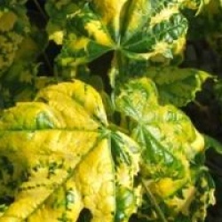 Abutilon pictum 'Thompsonii'