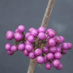 Callicarpa bodinieri var. giraldii 'Profusion' - Callicarpa Profusion
