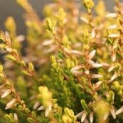 Calluna vulgaris 'Theresa'